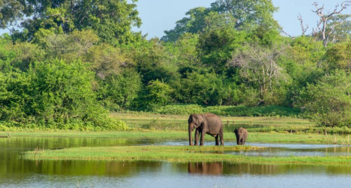 Yala Safari & Wildlife